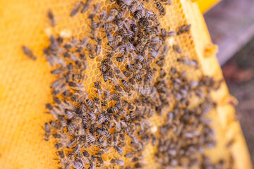 Bees on the honeycomb, top view. Honey cell with bees. Apiculture. Apiary. Wooden beehive and bees....
