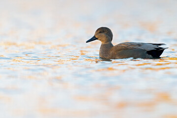 A male gadwall (Mareca strepera) swimming and foraging in a colorful pond in the city.