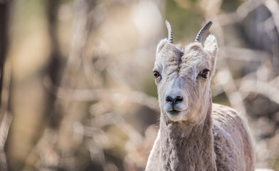 bighorn sheep in badlands