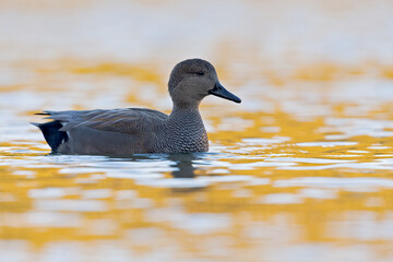 A male gadwall (Mareca strepera) swimming and foraging in a colorful pond in the city.