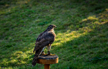 Peregrine Falcon sitting at the meadow.