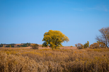 Fototapeta premium autumn landscape with tree