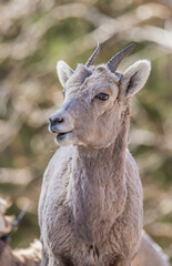 bighorn sheep in badlands