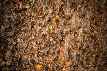 Limestone rock, with holes, autumn leaves and wet
