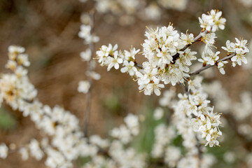 Fielding white flowers blooming in a field. Background flowering, selective focus