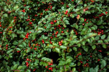 Zielone liściaste krzewy z małymi czerwonymi owocami, piękne naturalne roślinne tło. - obrazy, fototapety, plakaty