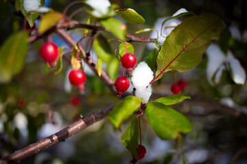 Close up of snow covered leaves
