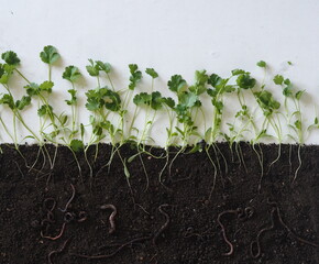 Botany.A layout about how earthworms live in the soil and help loosen the earth.Layout of coriander...