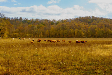 cows graze on pasture in autumn. cattle in the field. livestock and farming.