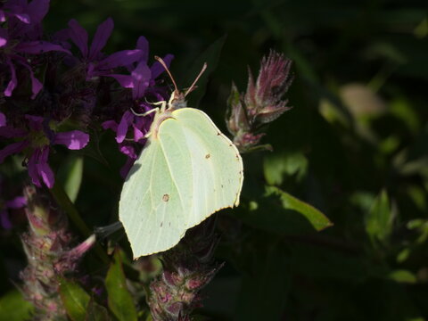 Common brimstone (Gonepteryx rhamni) - yellow butterfly on purple flowers