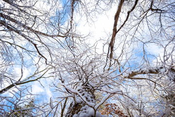 Obraz premium Snowy winter landscape in nebraska