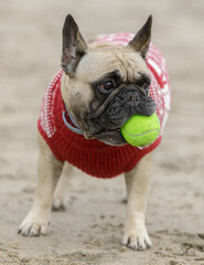 Fototapeta premium 5-Years-Old female fawn Frenchie with ball at the beach