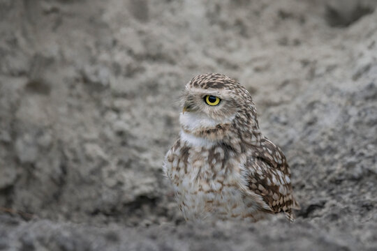 Burrowing Owl (Athene cunicularia) standing on the ground. Burrowing owl protecting home.