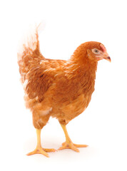 Fototapeta premium Brown hen isolated.