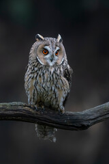 Beautiful The long-eared owl (Asio otus) on a branch in the forest of Noord Brabant in the Netherlands. 