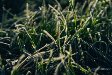 natural background, beautifully covered with frost grass and plants