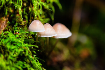 Close up image of a mushroom on the tree during fall season. Taken in Squamish, British Columbia, Canada.