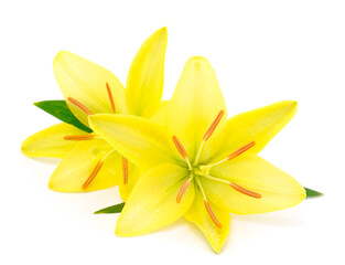 Two yellow lily.