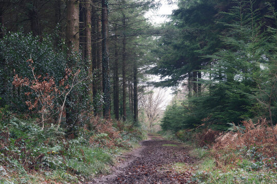 Ladock woods in cornwall England during winter near Truro 