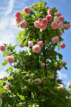 Rosier grimpant rose au mois de mai