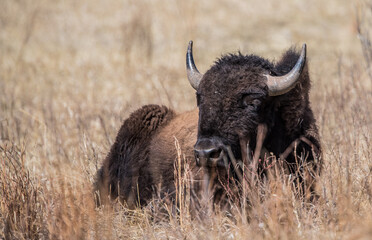 American bison grazing in prairie  © Jen