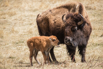 Amerikanischer Bison, der in der Prärie weiden lässt