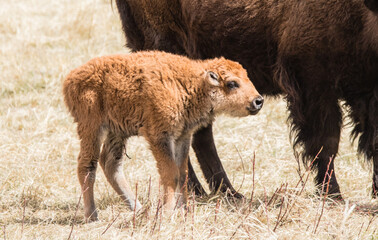 American bison grazing in prairie 