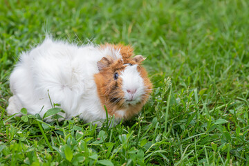 A small guinea pig walks on the grass in the summer. Natural animal feed. The danger of tick infection