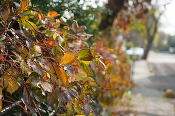 Colorful leaves about to dry. With depth effect