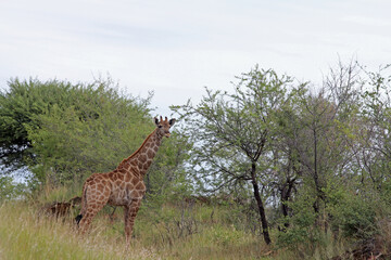 Giraffen im Daan Viljoen Game Park, Namibia