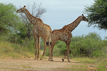 Giraffen im Daan Viljoen Game Park, Namibia