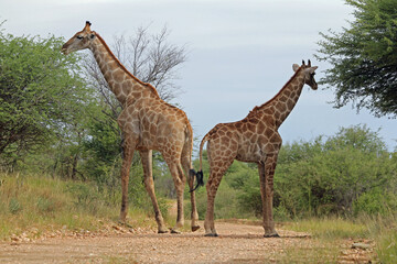 Giraffen im Daan Viljoen Game Park, Namibia