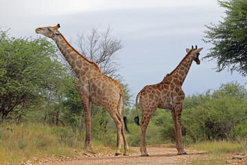 Giraffen im Daan Viljoen Game Park, Namibia