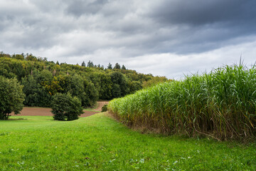 View allong a reed field against a dramatic sky.