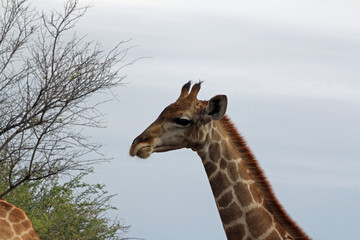 Giraffen im Daan Viljoen Game Park, Namibia
