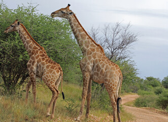 Giraffen im Daan Viljoen Game Park, Namibia