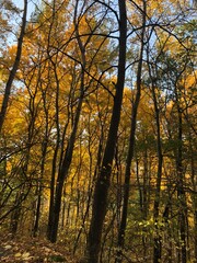 autumn in the forest