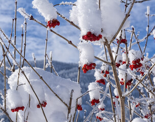Snow covered bush with red berries. Closeup with visible crystals of ice and snowflakes on the branches. Winter sunny day with blue sky in background.