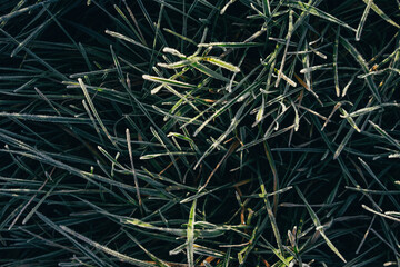 natural background, beautifully covered with frost grass and plants