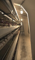 factory interior, light industry, farm and household. Chicken and eggs, fresh and environmentally friendly,European standards