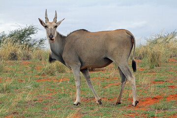 Naklejka na ściany i meble Eland Antilope Namibia