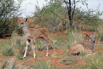 Springbock Namibia