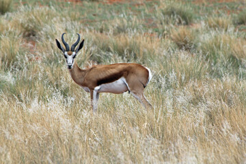 Springbock Namibia