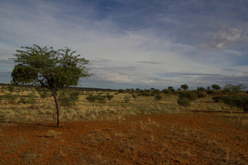Kalahari nach der Regenzeit