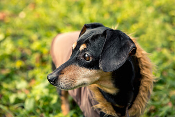 Portrait of young little cute breed adorable dachshund black and tan dog puppy posing walk city green park autumn spring early morning, wear warm winter jacket coat, nature grass lawn copy space