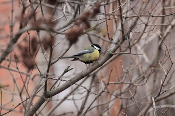 titmouse