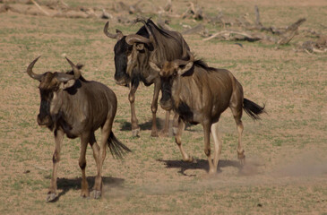 Blue Wildebeest in der Kalahari