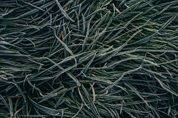 natural background, beautifully covered with frost grass and plants