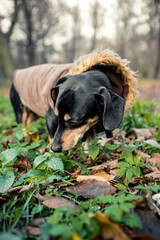 Portrait of young little cute breed adorable dachshund black tan dog puppy sniff posing walk city green park autumn spring early morning, wear warm winter jacket coat, nature grass lawn copy space