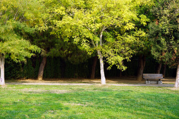 An autumn landscape in the park. Trees and bench